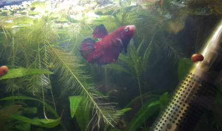 aquarium Betta koi