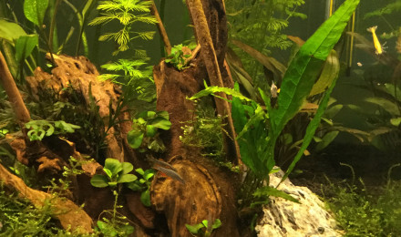 aquarium Nano cube 60l