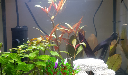 aquarium Aquarium Alevins