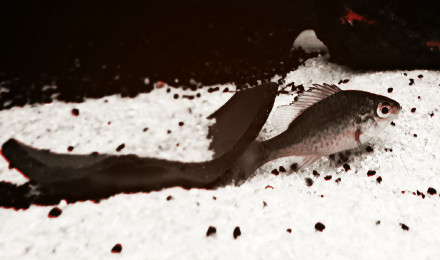 aquarium Silurus glanis Seine River