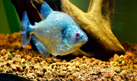 aquarium SERRASALMUS GERYI