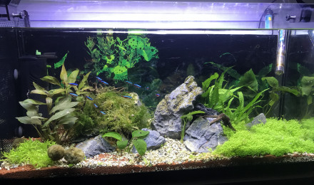 aquarium 100l