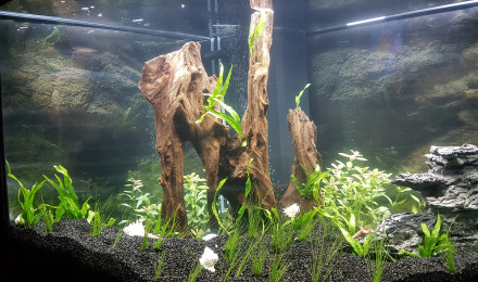 aquarium First