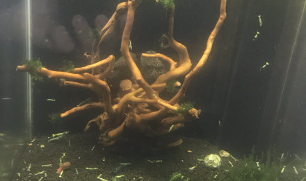 aquarium 30l dennerle