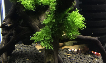 aquarium Bac à red wine