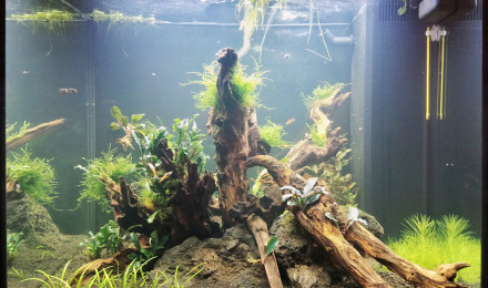 aquarium 120l planté