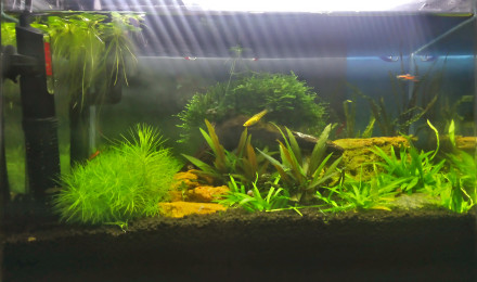 aquarium Nano