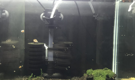 aquarium Bac à King Kong