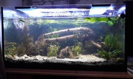 aquarium Amazonien