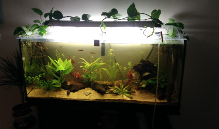 aquarium 200l