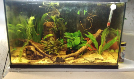 aquarium 60l