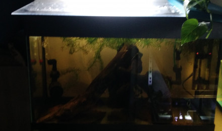 aquarium 60l reproduction