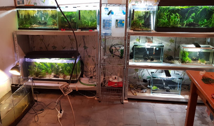 aquarium Fishroom
