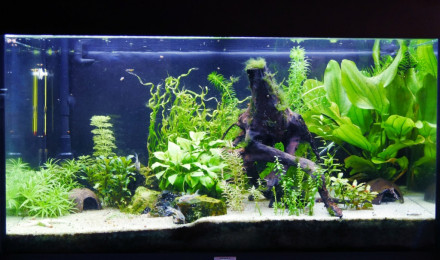 aquarium Mon Bac