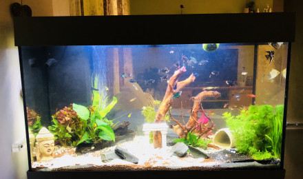 aquarium Happyfish