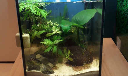 aquarium 30l