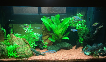 aquarium Au douce amazone