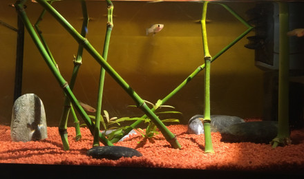 aquarium Au douce pour gambusy