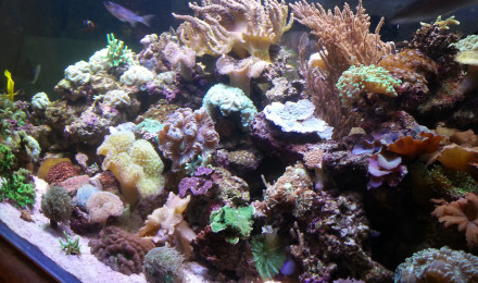 aquarium Mon bocal
