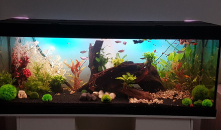 aquarium Black desing