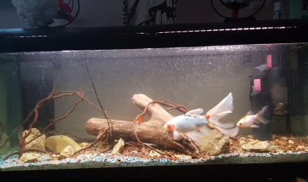 aquarium Eau froide