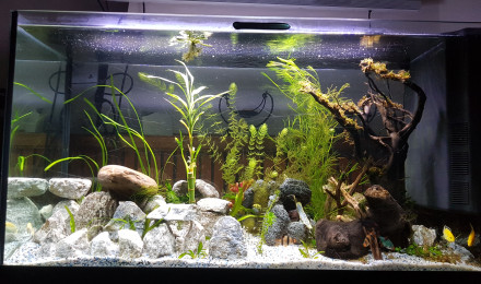 aquarium Eau chaude