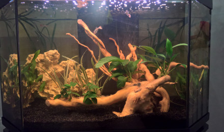 aquarium TomTom