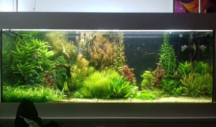 aquarium 525 amazonien