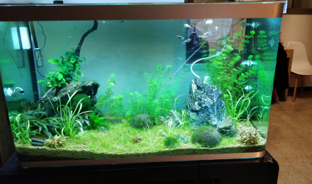 aquarium 300L