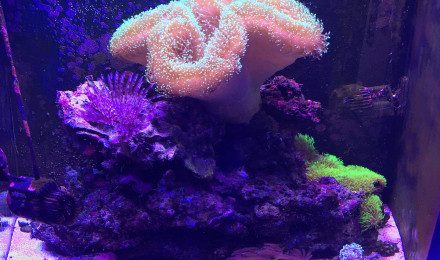 aquarium 200L Cube
