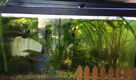 aquarium Jungle 60