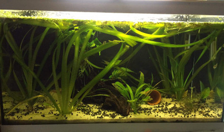aquarium Curiosity 80