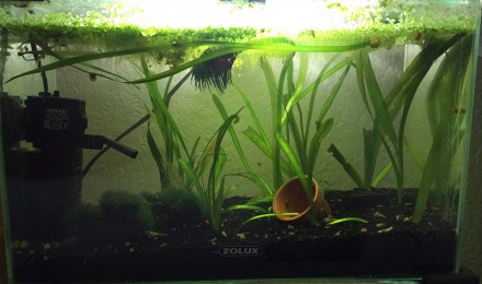 aquarium Tanière de Sonic