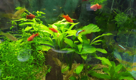 aquarium Nano-20 l