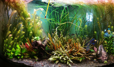 aquarium Bassflo