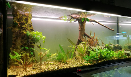 aquarium Juwel 240L planté