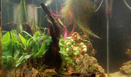 aquarium 60l Microdevario et Crevettes
