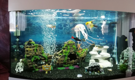 aquarium Biotope