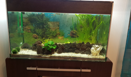 aquarium Décor naturel