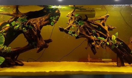 aquarium Bac sauvage