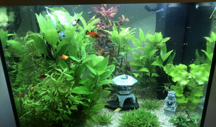 aquarium Aquarium 200L