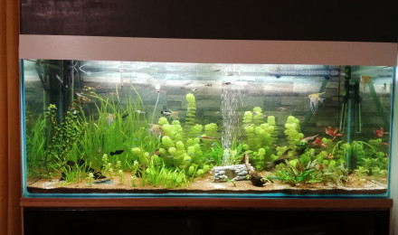 aquarium Amazonie 450 litres