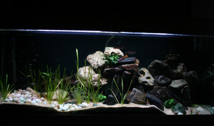 aquarium tanganyika