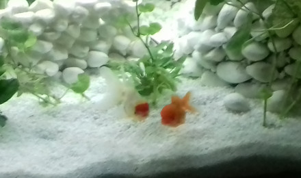 aquarium Bassin interieur