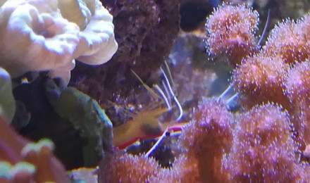 aquarium Nano2