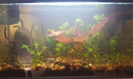 aquarium 54L lowtech