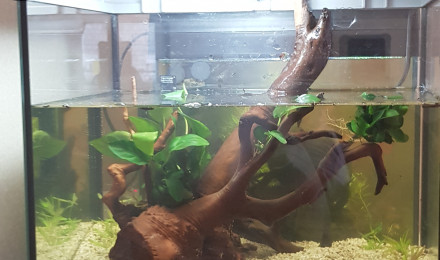aquarium Low-tech expérience
