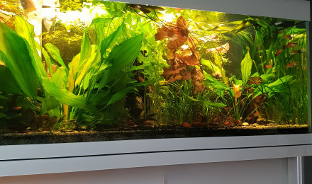 aquarium Decoglass
