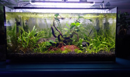aquarium Nano chuna miels filtration naturelle
