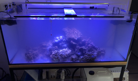 aquarium Recifal